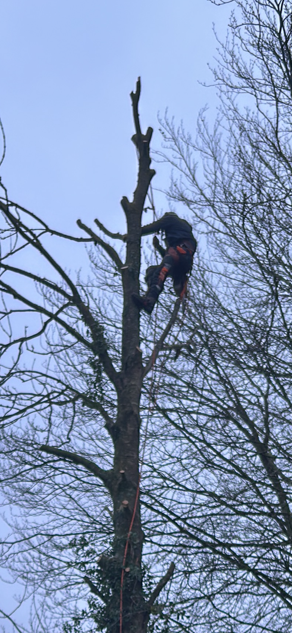 Gardener carefully pruning a mature fruit tree in a country garden